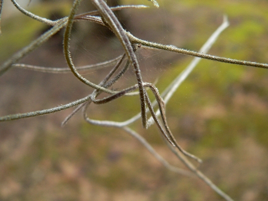 {Tillandsia usneoides}